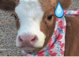 娱乐吃瓜酱是哪里人,揭秘其神秘身世与传奇人生