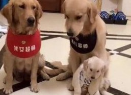 娱乐吃瓜酱送小狗,暖心情怀传递爱心瞬间